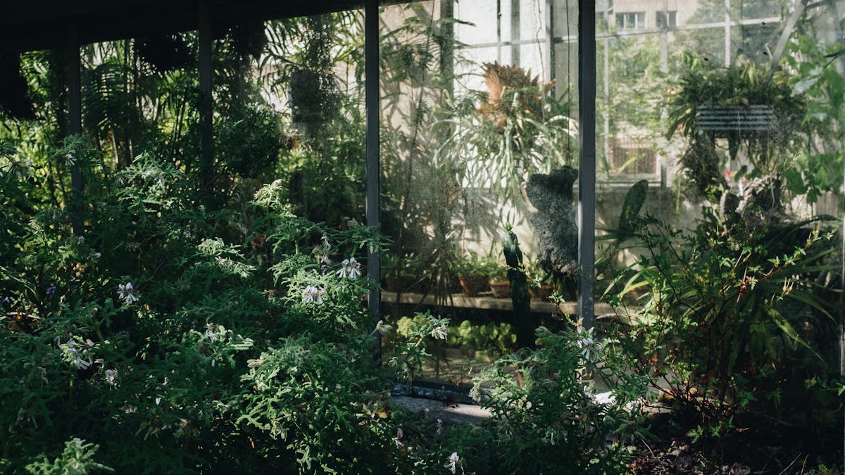 Sunlight filtering through a greenhouse interior