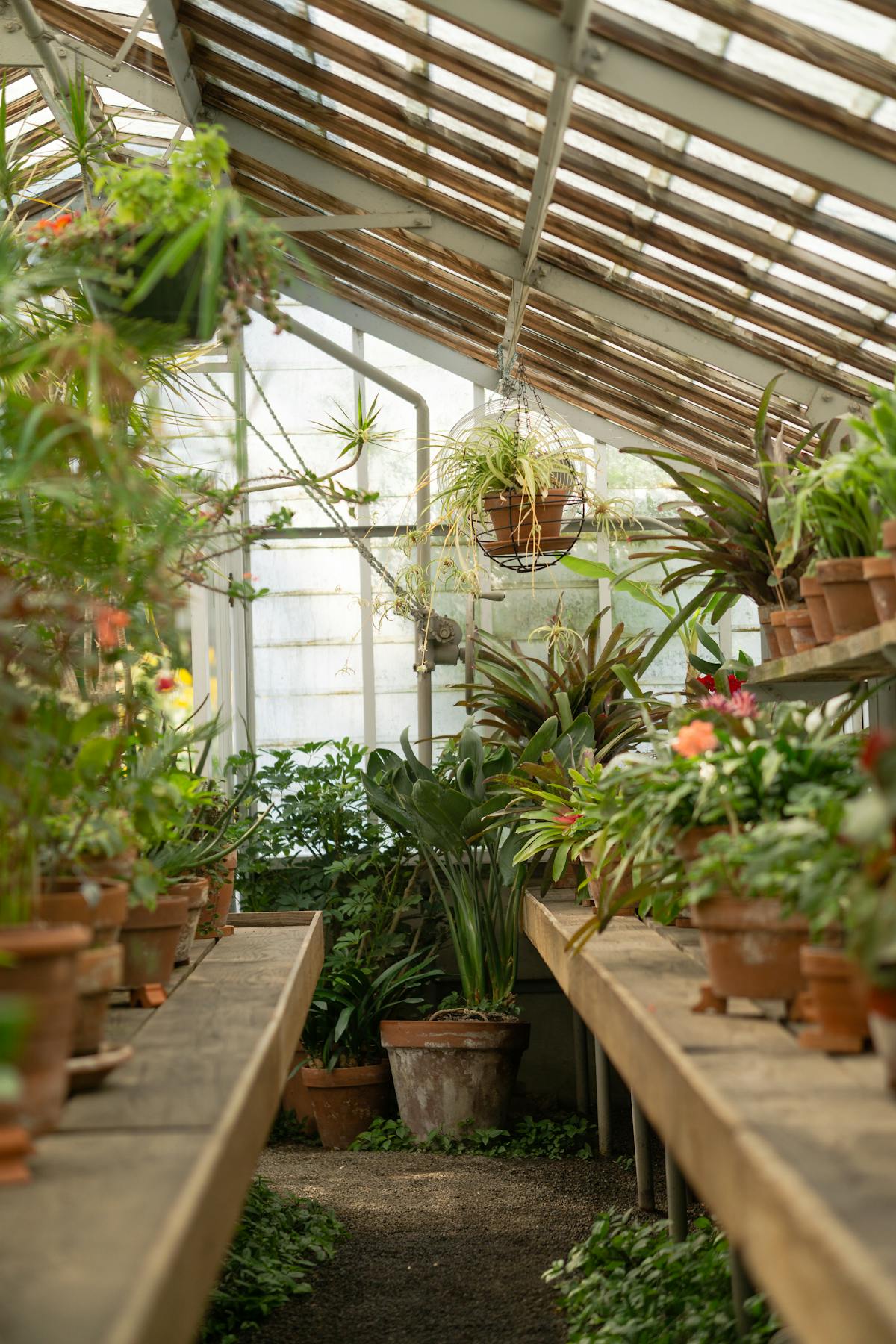 Potted plants lined up on a greenhouse bench